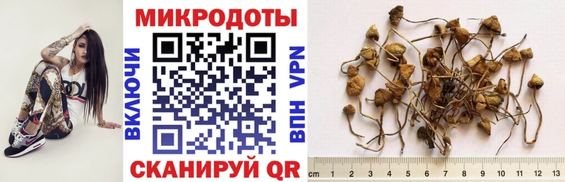 Галлюциногенные грибы Psilocybine cubensis  Шлиссельбург 